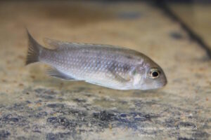 Metriaclima sp. 'patricki' Chidunga Rocks